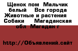 Щенок пом. Мальчик белый  - Все города Животные и растения » Собаки   . Магаданская обл.,Магадан г.